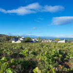 Ruta del Vino BierzoEnoturismo Camponaraya